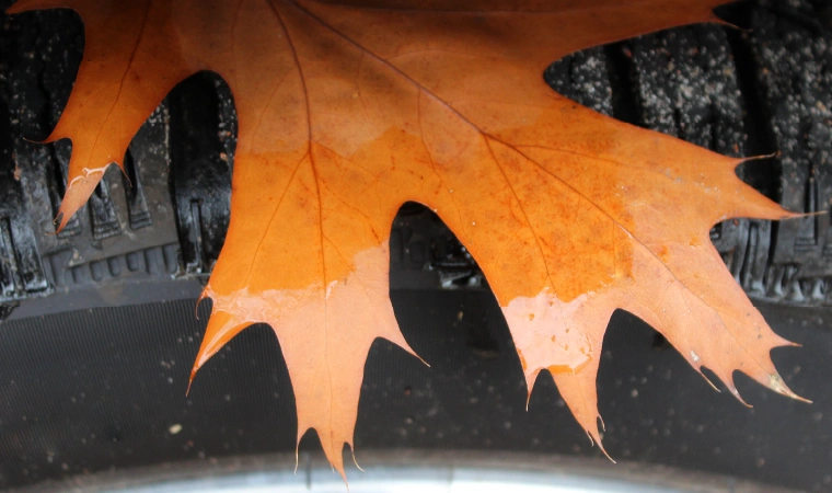 Autumn leaf stuck on the tyre of a vehicle.